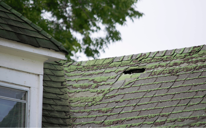 Mold and fungus damage on roof shingle